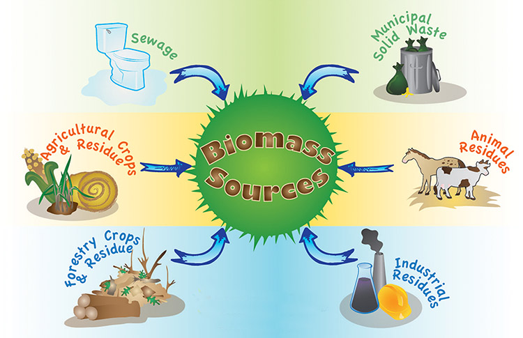 a picture of the sources of biomass