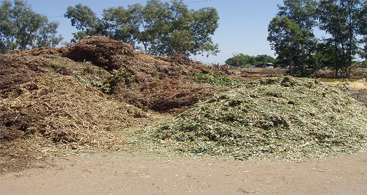 biomass waste has been left on the countryside