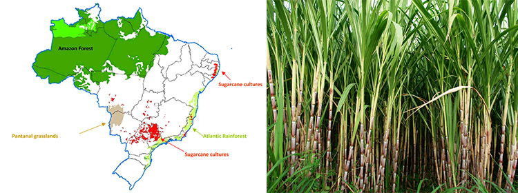 a picture of main sugarcane source