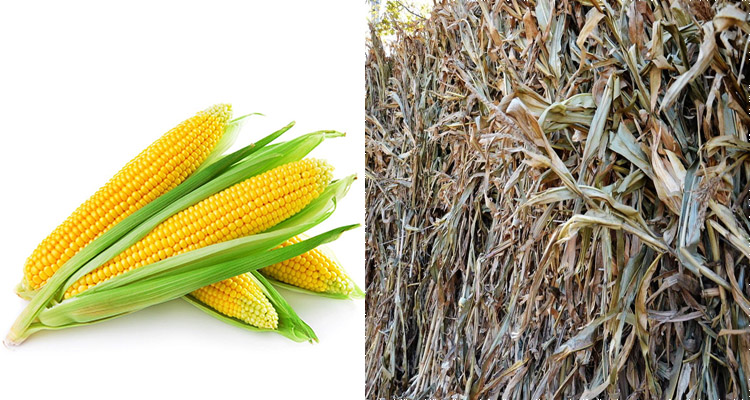 corn and cornstalk for biomass pellet making