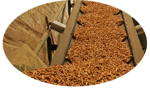 high quality wood pellet on convey belt