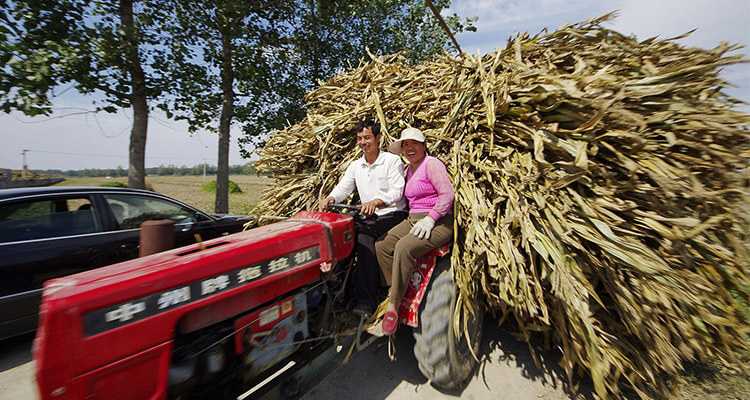 farmer moves corn stalk away